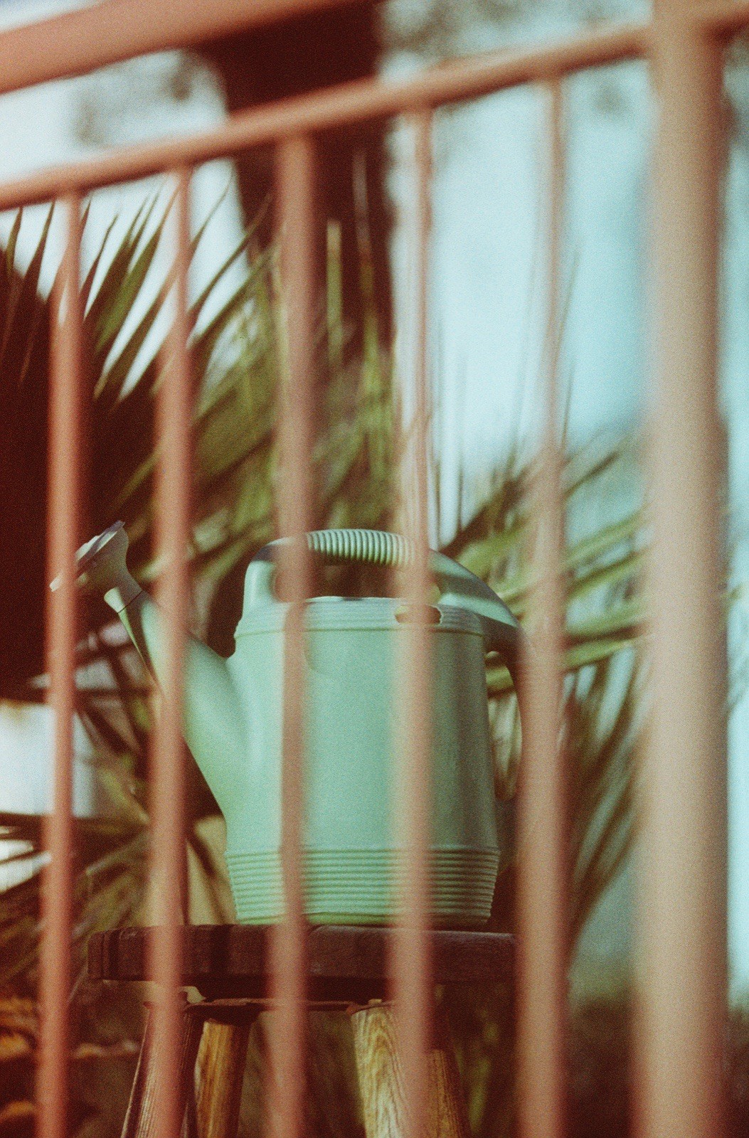 1x Roll Coyote 50 ISO 35mm Color Film 36exp LAB TESTED LCDRF ™