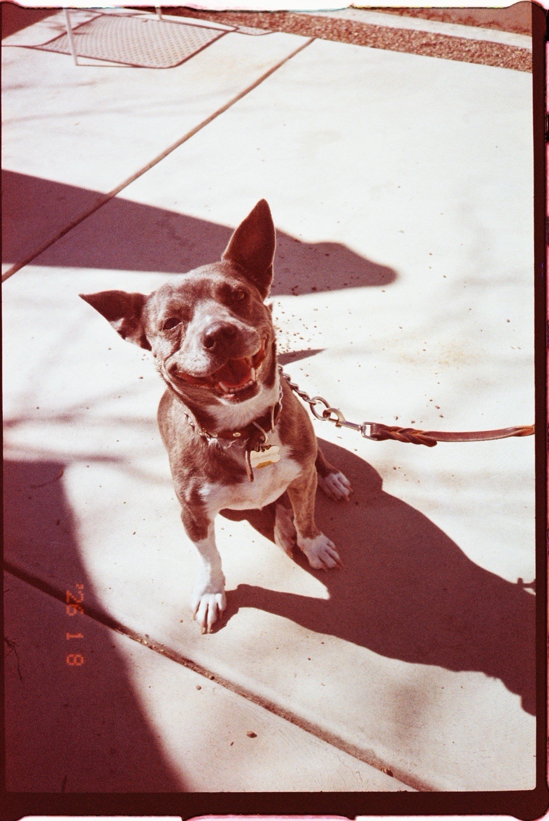 1x Roll Coyote 50 ISO 35mm Color Film 36exp LAB TESTED LCDRF ™
