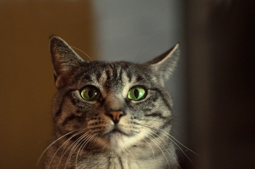 Petzval Modification Helios 44-2 58mm/f2 Soviet Lens Dreamy Swirly Bokeh M42