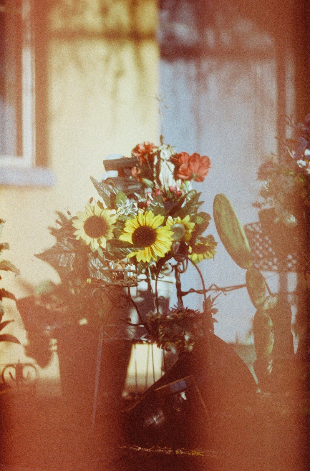 1x Roll Coyote 50 ISO 35mm Color Film 36exp LAB TESTED LCDRF ™