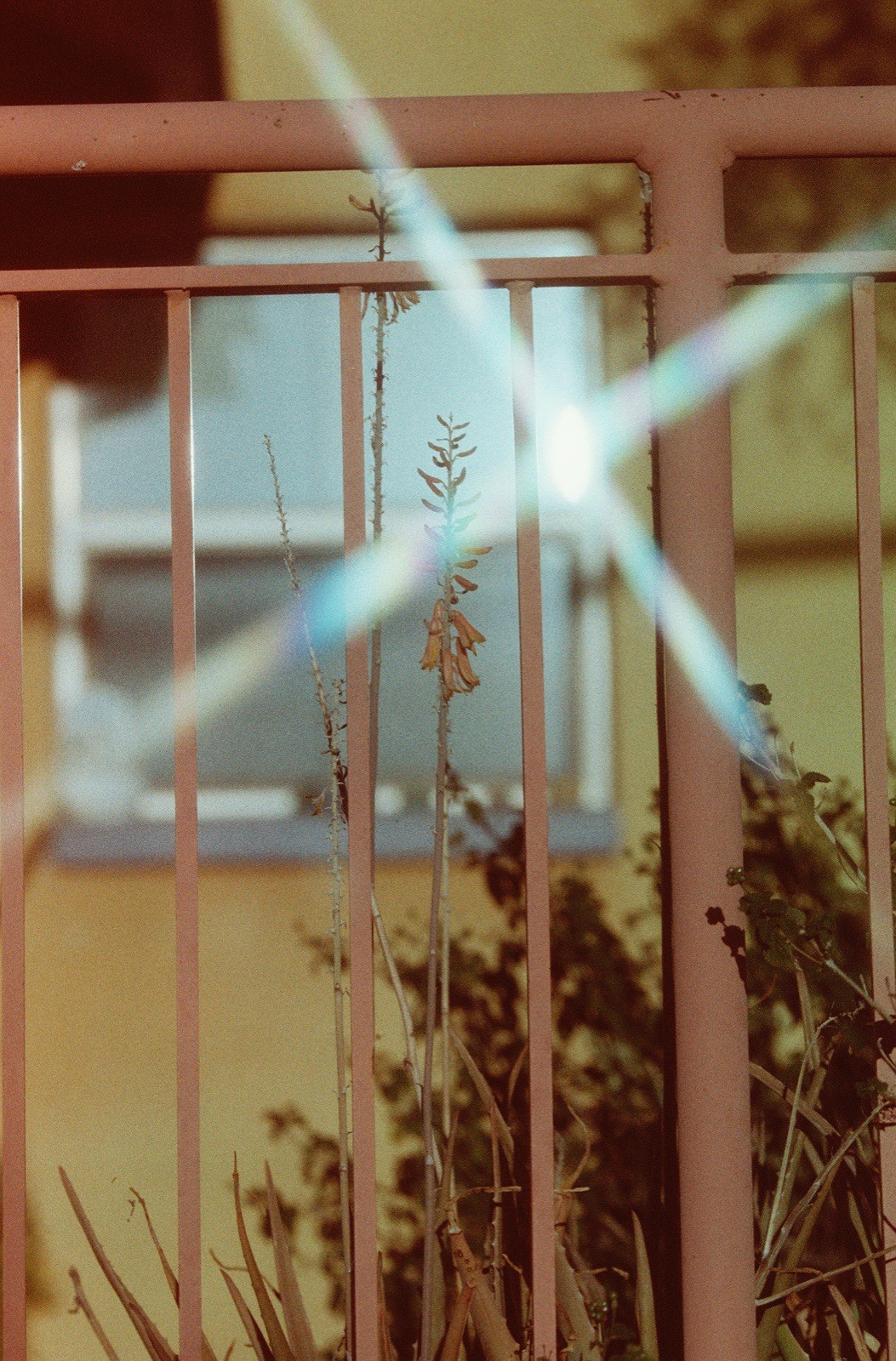 1x Roll Coyote 50 ISO 35mm Color Film 36exp LAB TESTED LCDRF ™