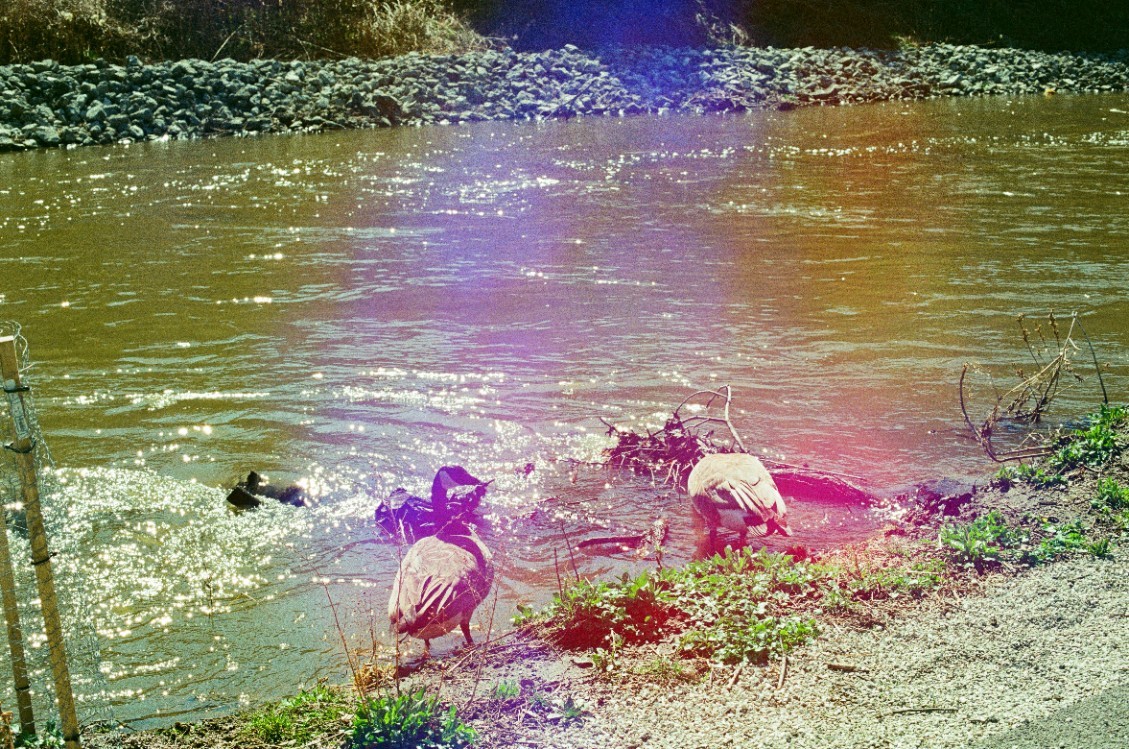 Galatic Pigeon 400 – 35mm Experimental Color Film – 36 Exposure Roll