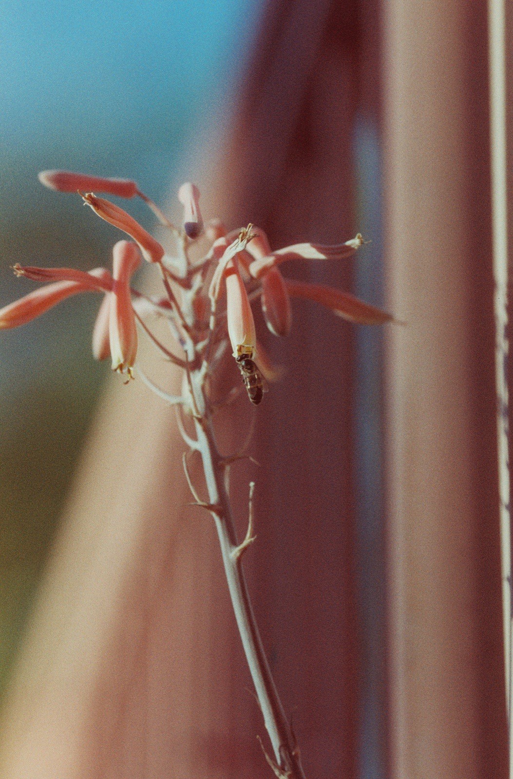 1x Roll Coyote 50 ISO 35mm Color Film 36exp LAB TESTED LCDRF ™