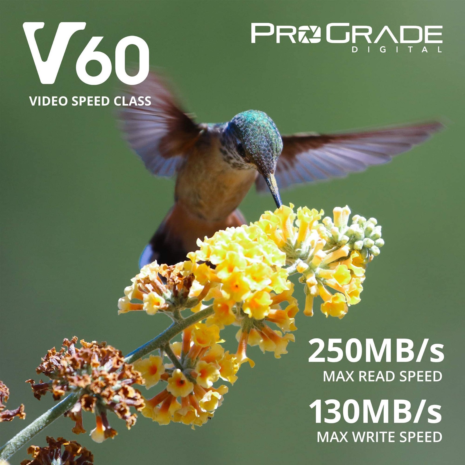 SD UHS-II 128GB Card V60 –Up to 130MB/s Write Speed and 250 MB/s Read Speed |…