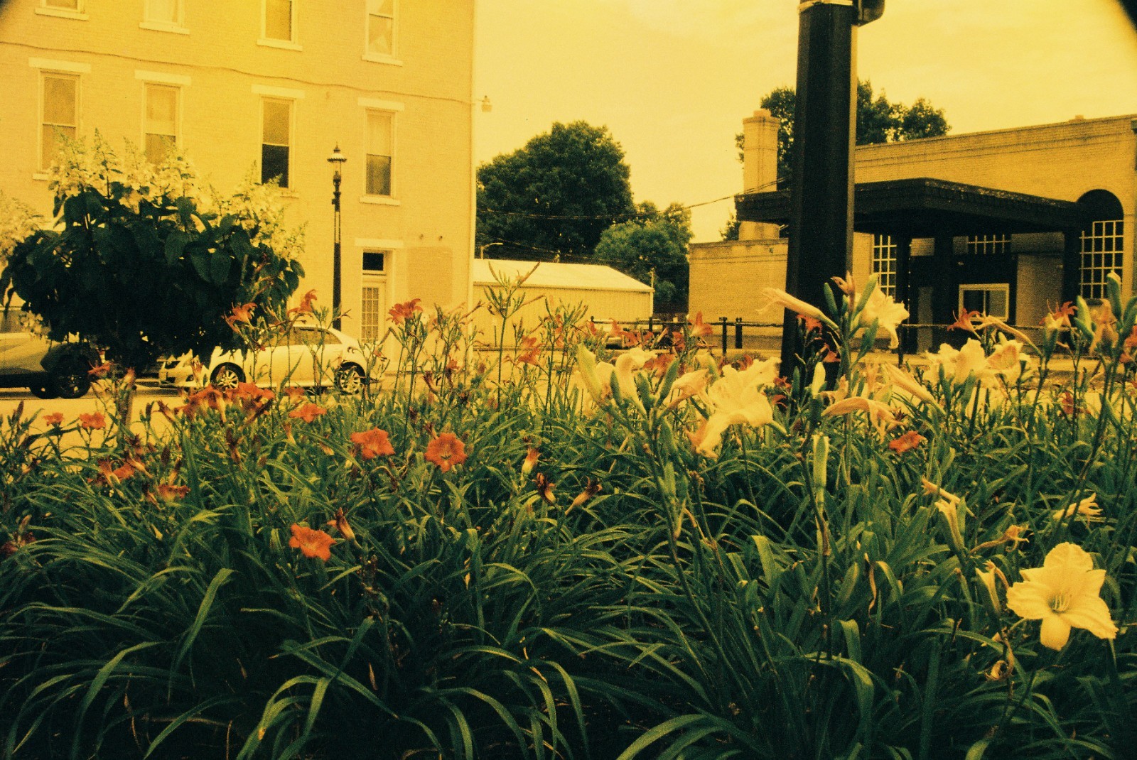 THE VENUS PROJECT – BRAND NEW 35mm Color Negative Film 100 ISO -Experimental Fun