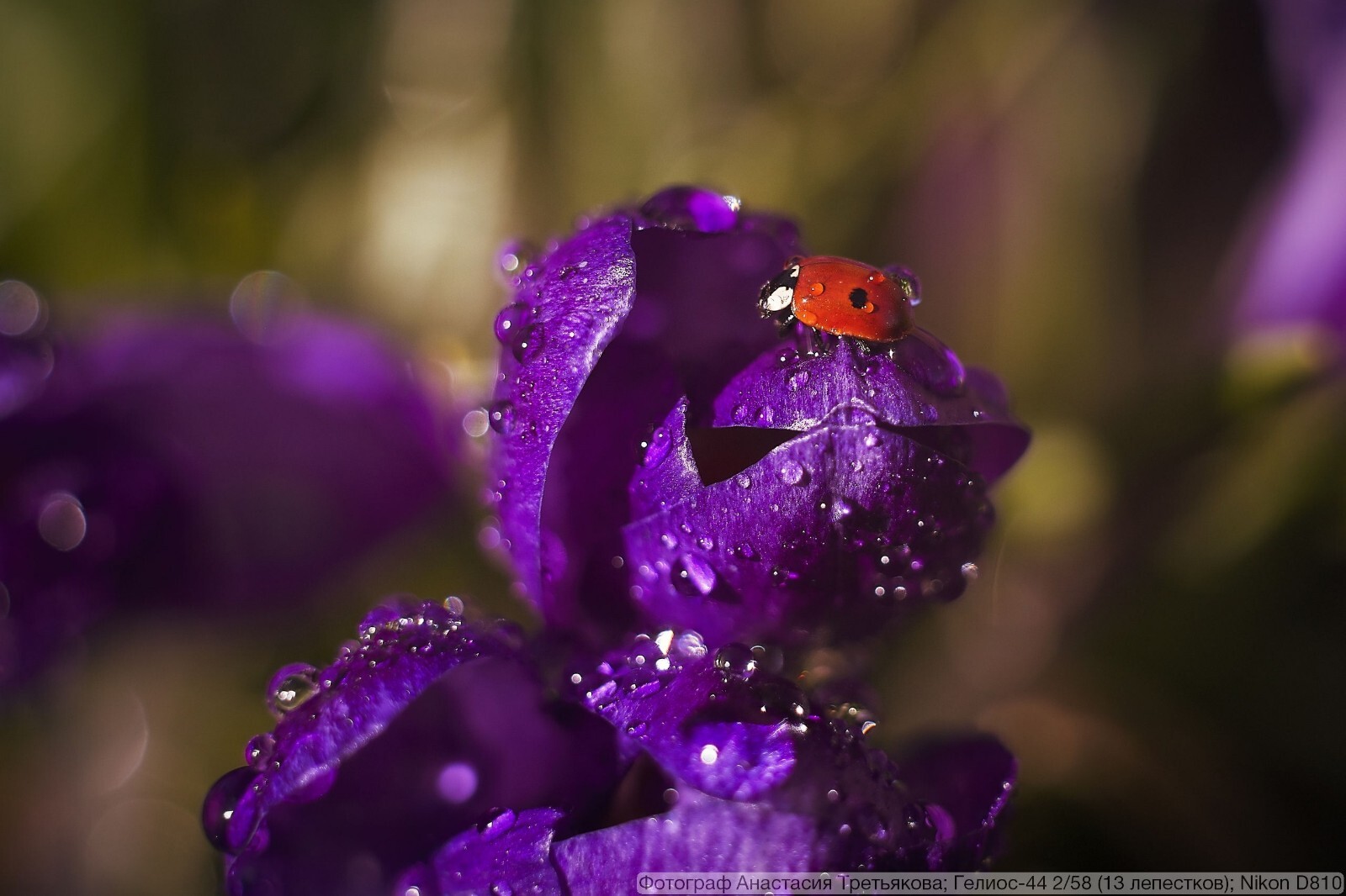 Dreamy Bokeh Master: Vintage HELIOS 44-2 f2/58mm Lens Silver – M42 Mount