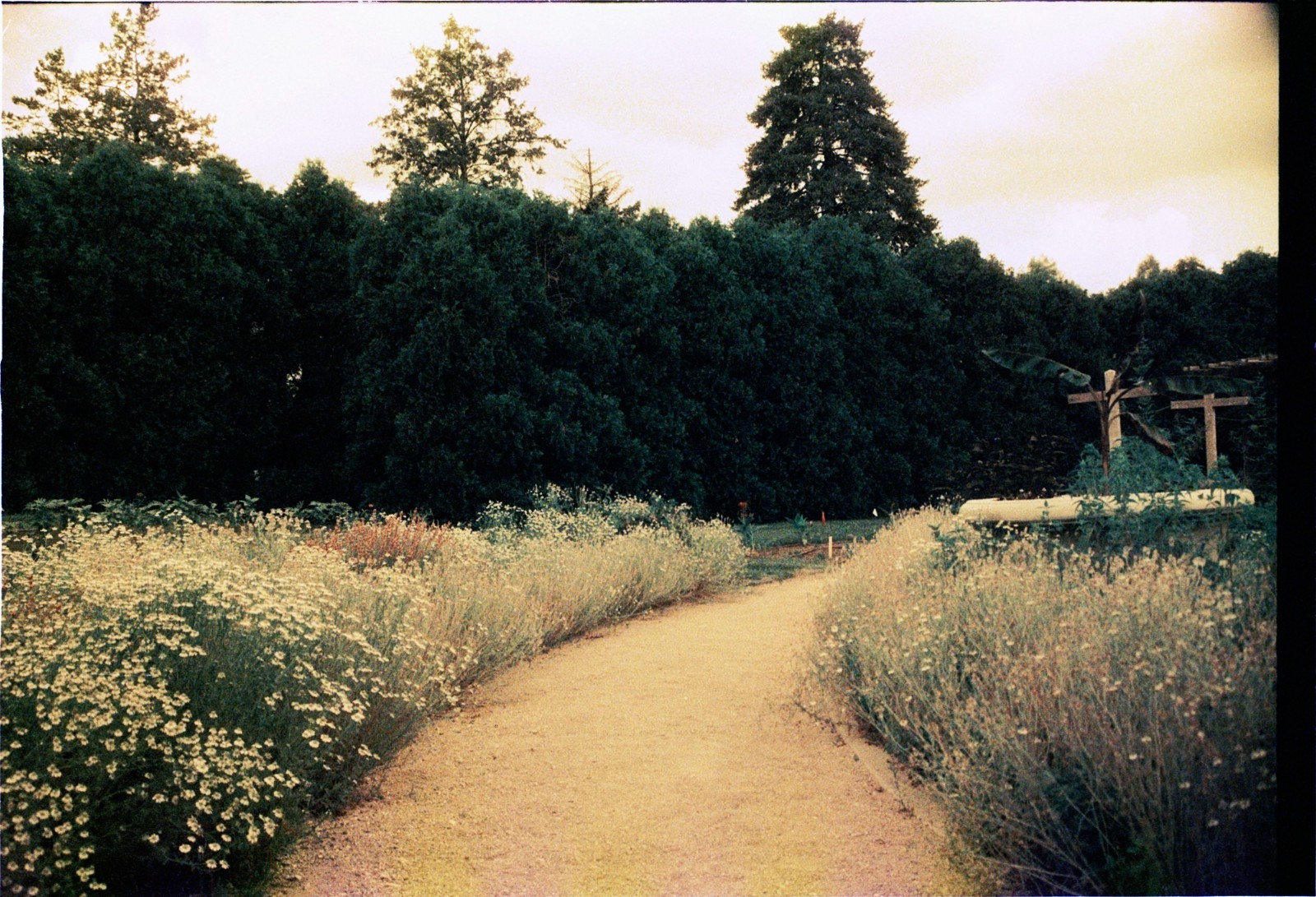 THE VENUS PROJECT – BRAND NEW 35mm Color Negative Film 100 ISO -Experimental Fun