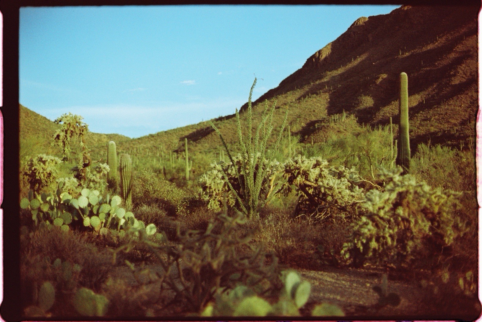 1x Roll Coyote 50 ISO 35mm Color Film 36exp LAB TESTED LCDRF ™
