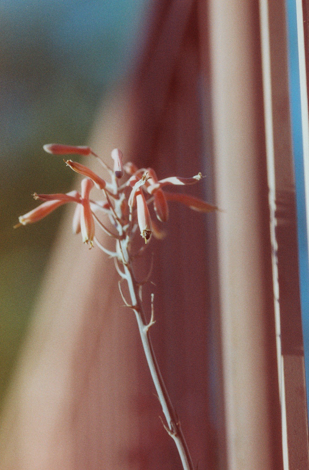 1x Roll Coyote 50 ISO 35mm Color Film 36exp LAB TESTED LCDRF ™
